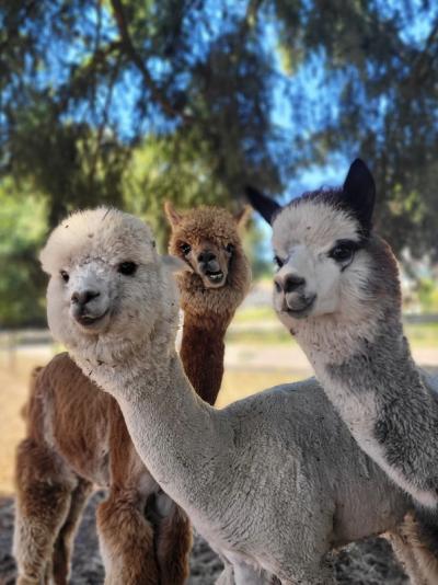 Alpacas